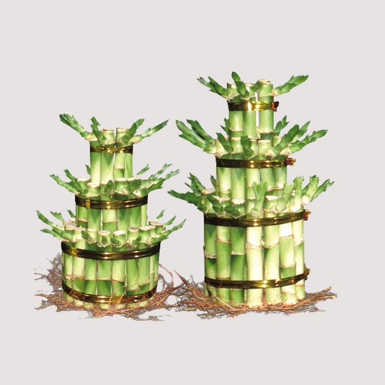 
lucky bamboo tower dracaena sanderiana 4 layers graded aquatic plants 