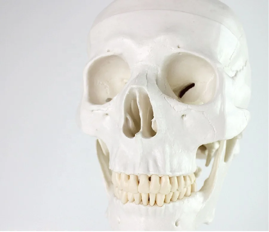 
Human Anatomy Skeleton Model Science Toy Human Skeleton Model 180cm 