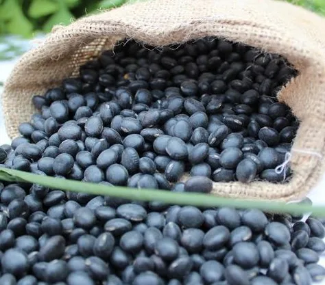 types of big black beans for sale ,6.5mm, black turtkle bean