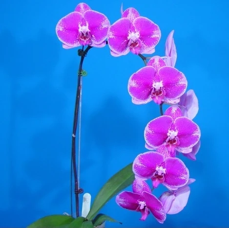 Natural Orchids