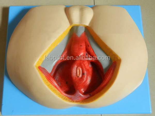 Advanced Male Perineal Muscles,Nerves and Vessels Model,Perineunm Model