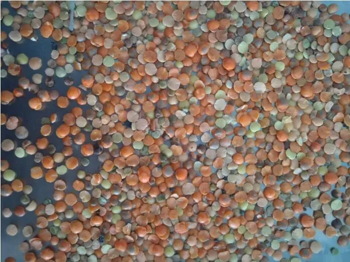 High Accuracy 4 chutes Lentil Color Sorter Machine