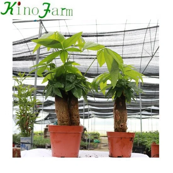 Wholesale Mini Indoor Plants Money Tree