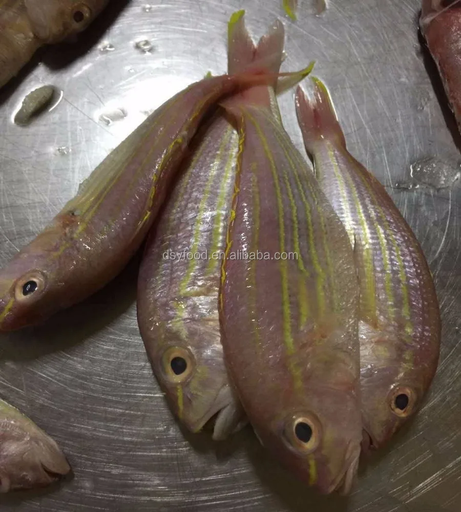 Замороженные резьбовые плавники из Индонезии WR и HGT