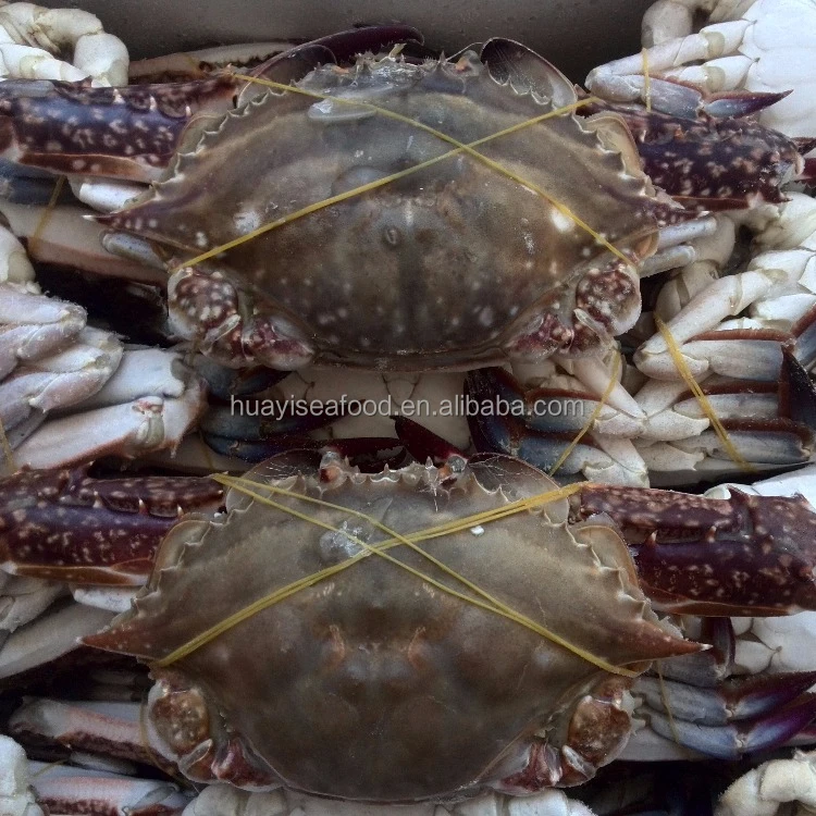 frozen crab blue swimming crab baby blue crab