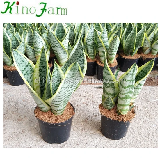 
 Whosale Indoor Sansevieria Plants  