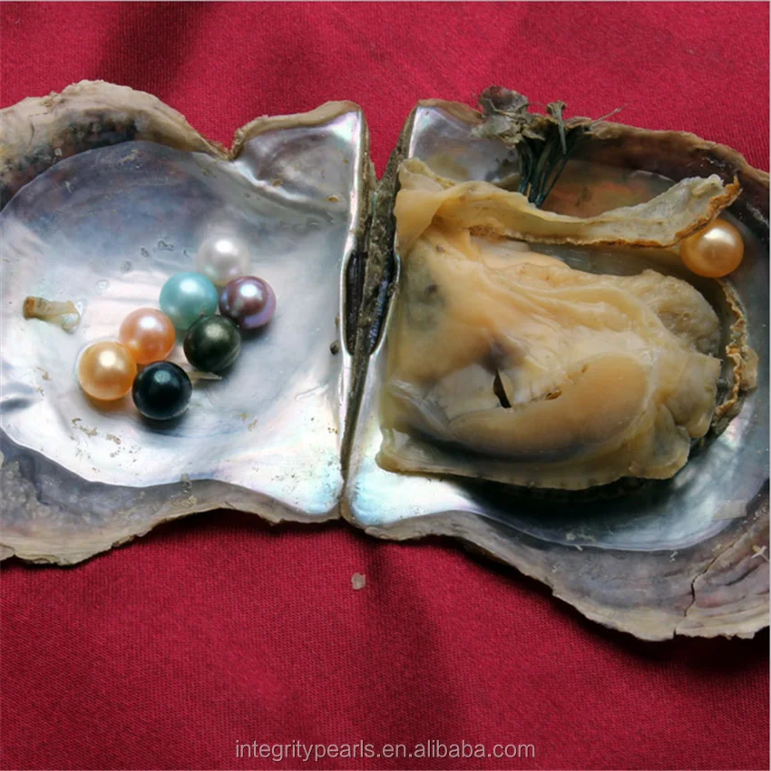 
100pcs vacuum-packed wholesale 6-7mm round sea akoya pearl oyster 