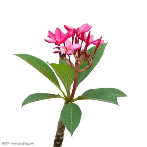 Разноцветный Плюмерия рубра «Триколор»