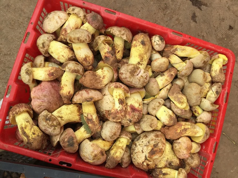 
Detan Wild Boletus Market Prices for Mushroom 