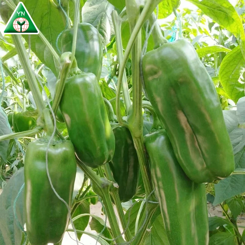 Chinese vegetable seeds BARTON F1 f1 hybrid red chilli seeds, hybrid vegetable seeds