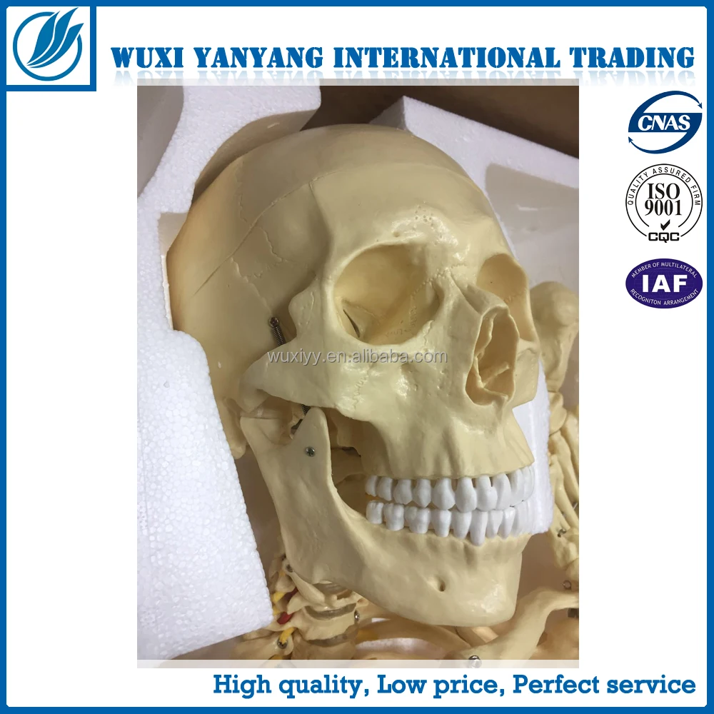 180cm Human Structure skeleton model manufacturer