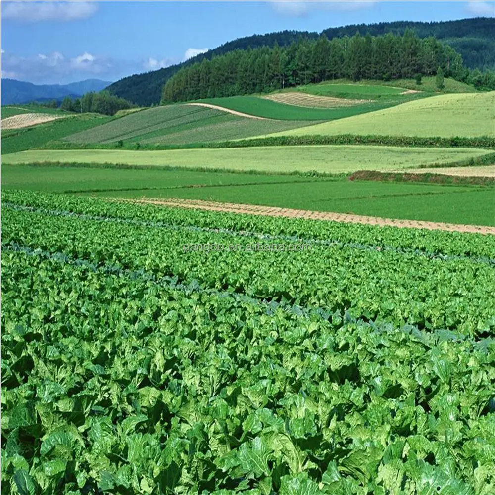 Good bacteria for Soil & Plant