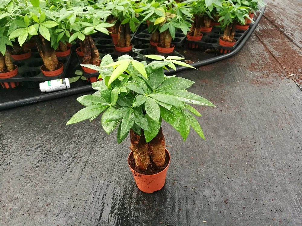 Mini Money trees bonsai--Pachira aquatica
