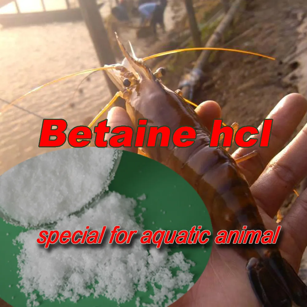 Метил играет роль донора бетаин 98%