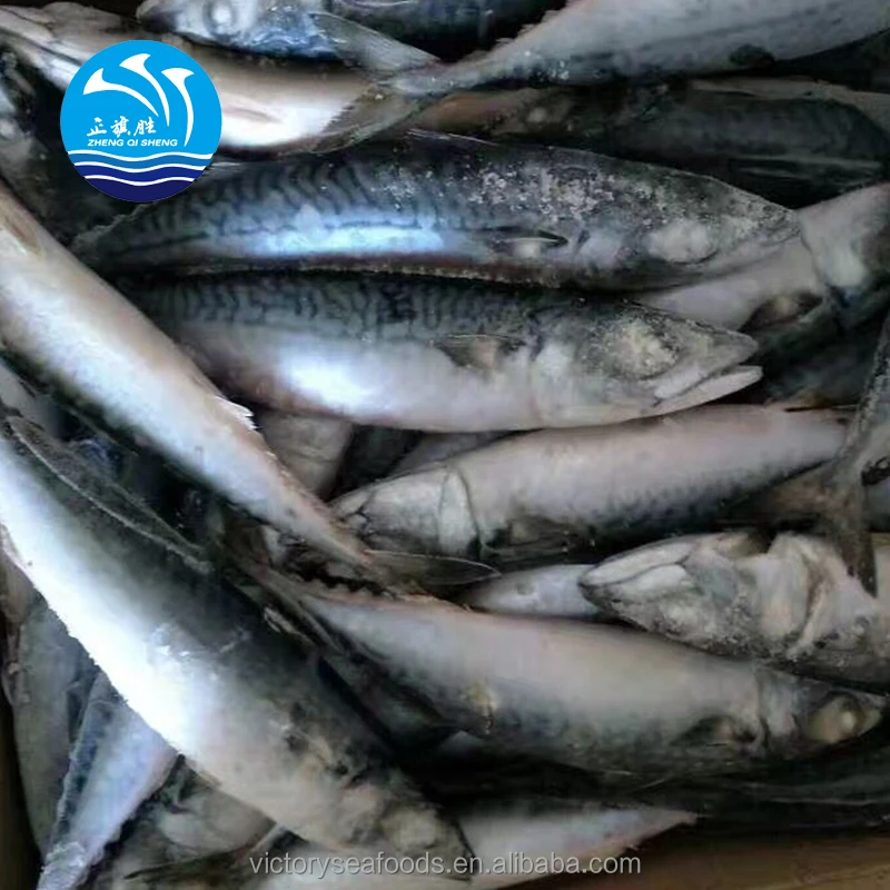 Frozen Fish Mackrel