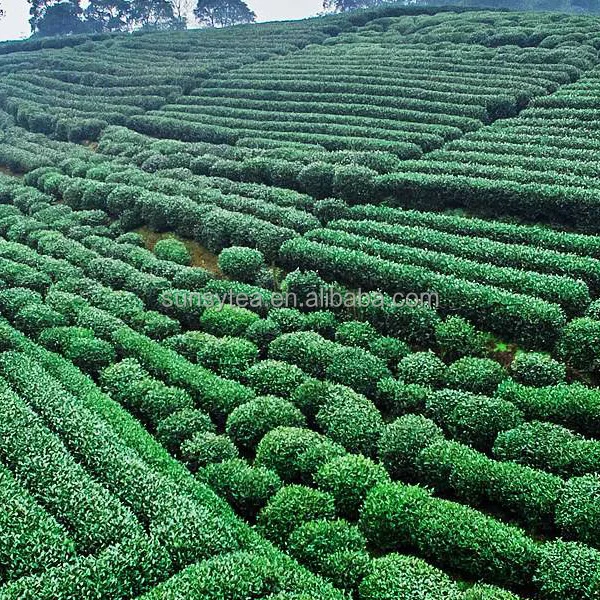 chinese special tea Xihu west lake longjing green tea