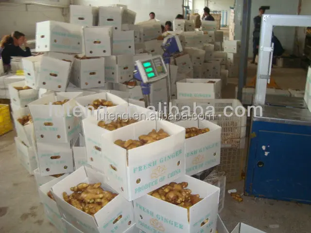 High quality 2021 dried fresh ginger root market price per ton wholesale Ginger fresh price for ginger import
