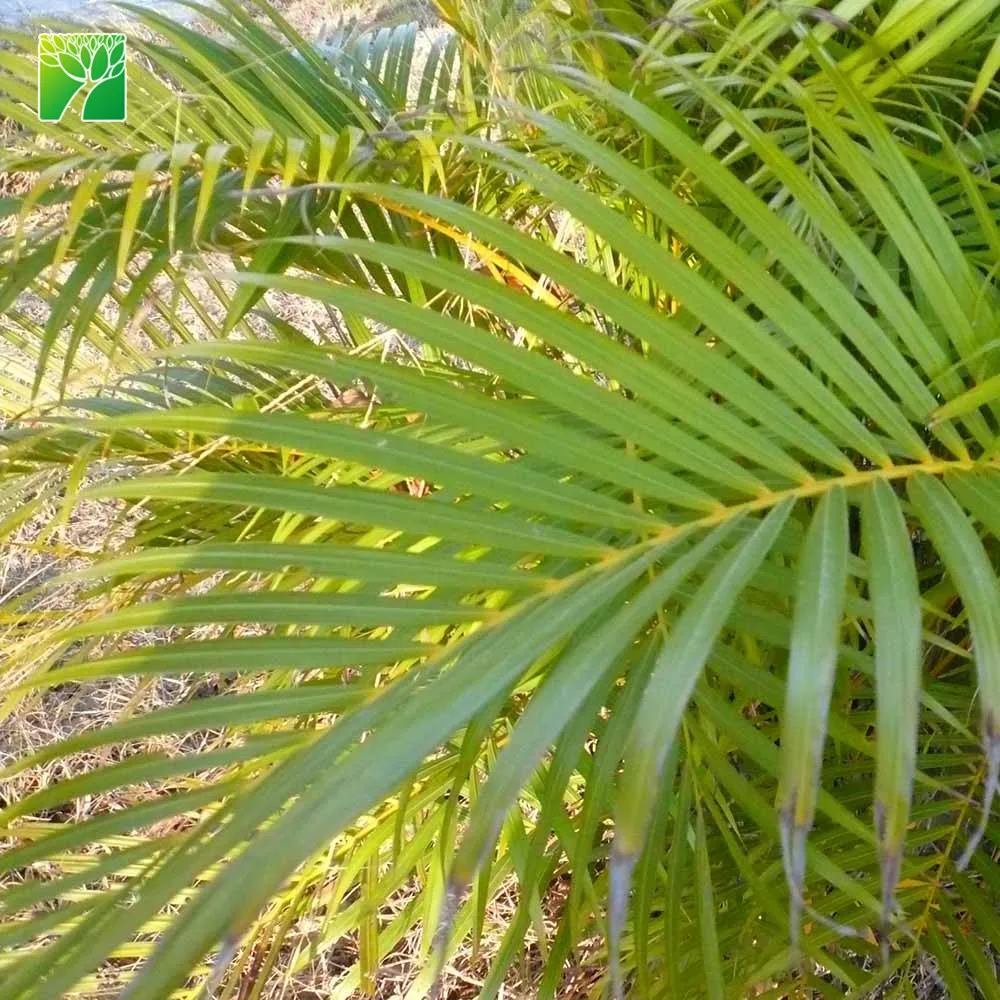 
Evergreen 2m total height Chrysalidocarpus lutescens small palm tree lamp lowes 