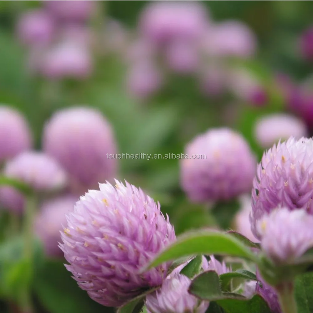 2021 Tincarnatum /Trifolium incarnatum seeds/forage grass seeds