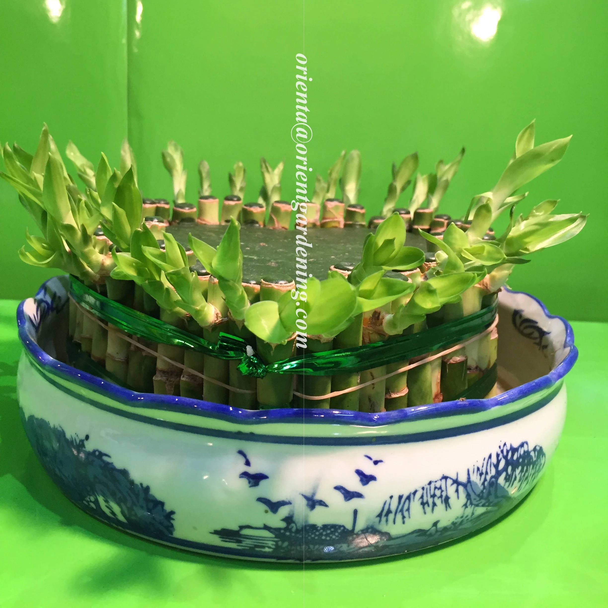 
heart shape love bonsai indoor tower lucky bamboo 