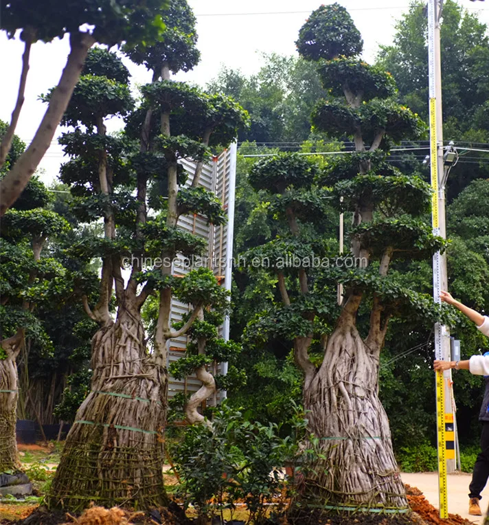 
4M Nanan local Air root Ficus Microcarpa Bonsai ficus tree for Decorative plants in nursery landscape 
