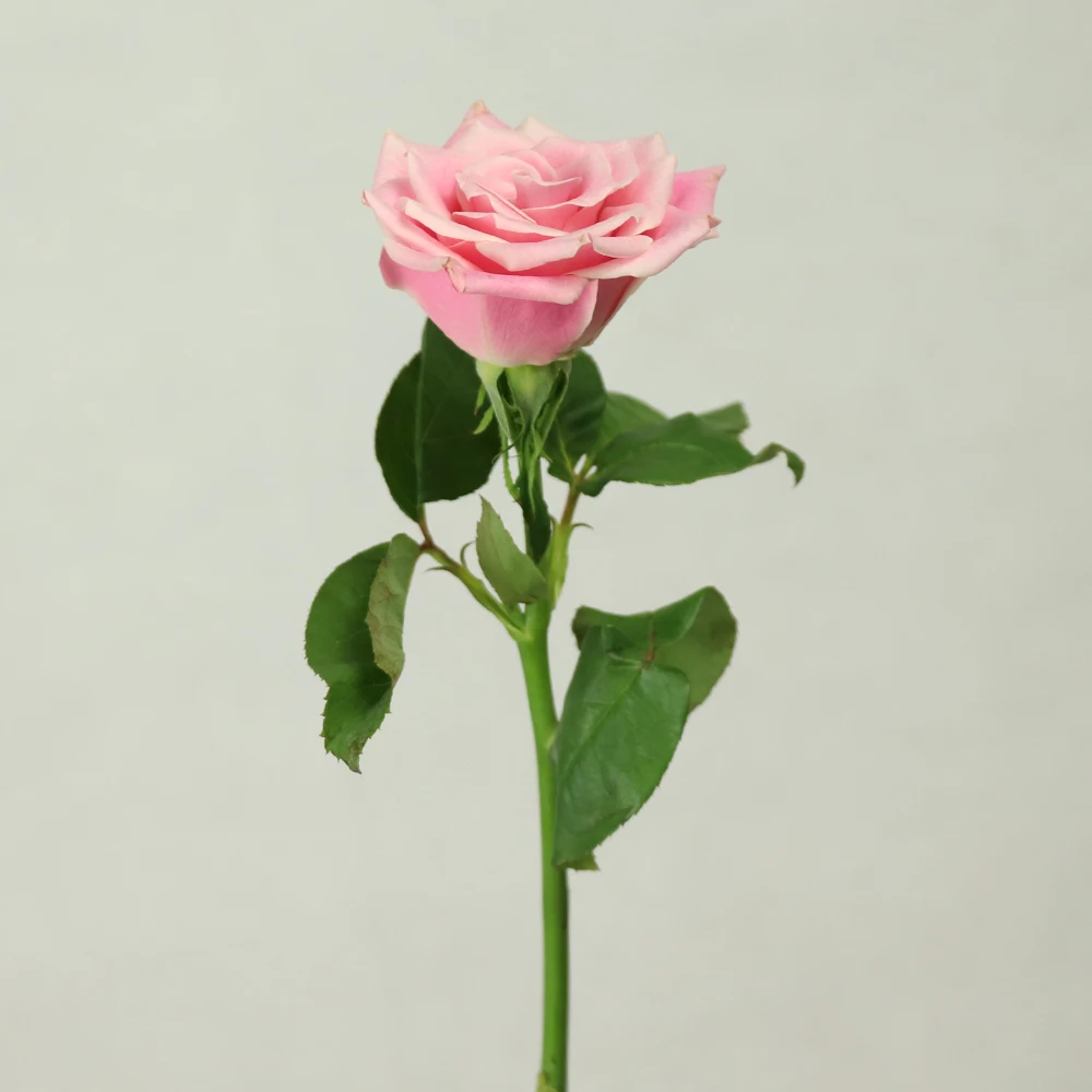 
jasmine rose fresh cut rose flower price Spray Chrysanthemum for anniversary 