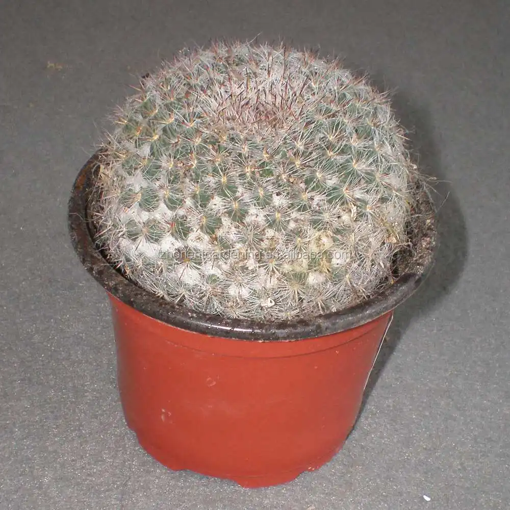  Mammillaria Hahniana 5 см мини кактус суккуленты комнатные растения бонсай детский эхинокактус grusonii cereus cклиенты opuntia