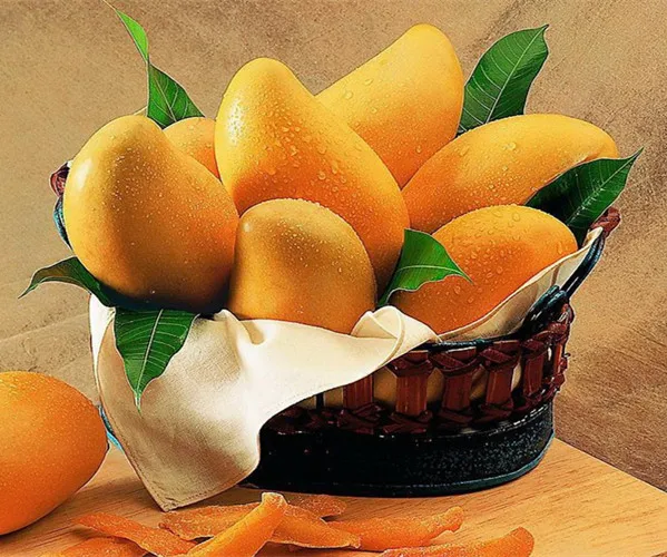 
Mango Extract Mango Fruit extract Powder Mangiferin Salacia reticulata root Isomangiferin 