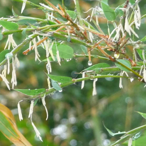 
S106 Ban zhu 200g per bag Hot Sale 100% Natural Plant Mottled Bamboo Seeds 