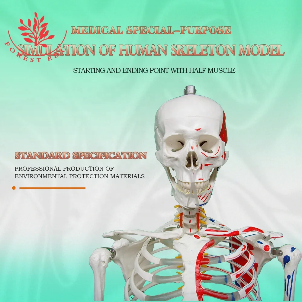 Модель скелета человека в натуральную величину из пластика с изображением мышц, происхождение и вставка