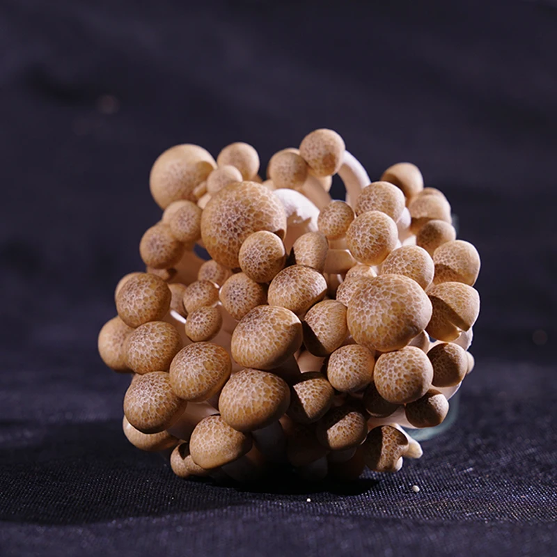 Finc Fresh White or Brown Shiitake Mushroom