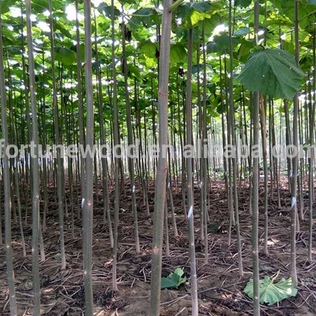 
Саженцы/деревья/растения из павловнии удлиненной 