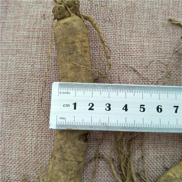 
Ren shen Chinese Natural crude ginseng Tonic Fresh Ginseng Root for sale 