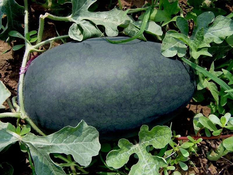 Black skin  oblong Cylindrical shape red flesh Seeds for open field planting