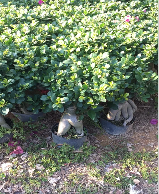 
1 кг фикус женьшень фикус бонса складные растения для дома и улицы 