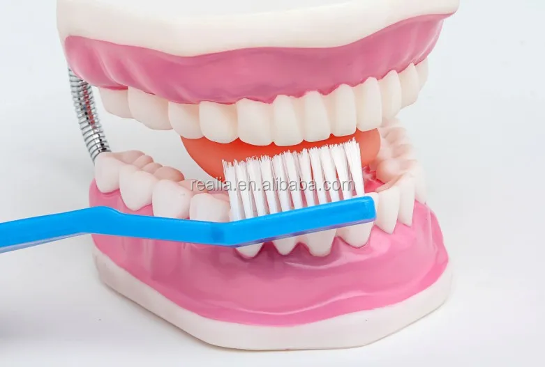 HM-BD-061 Ningbo Huamao Tooth brushing model Dental model
