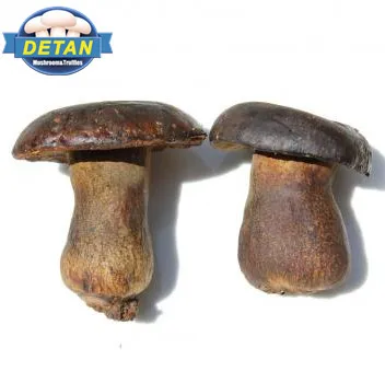
Detan Wild King Boletus Mushrooms 