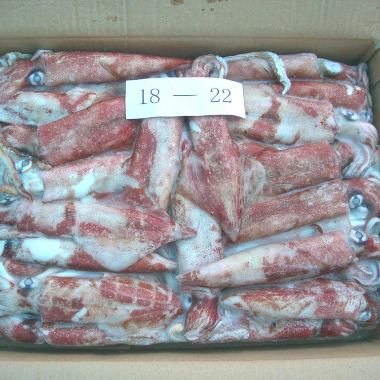 
frozen illex squid whole round Chinese Loligo Squid frozen illex squid for sale 