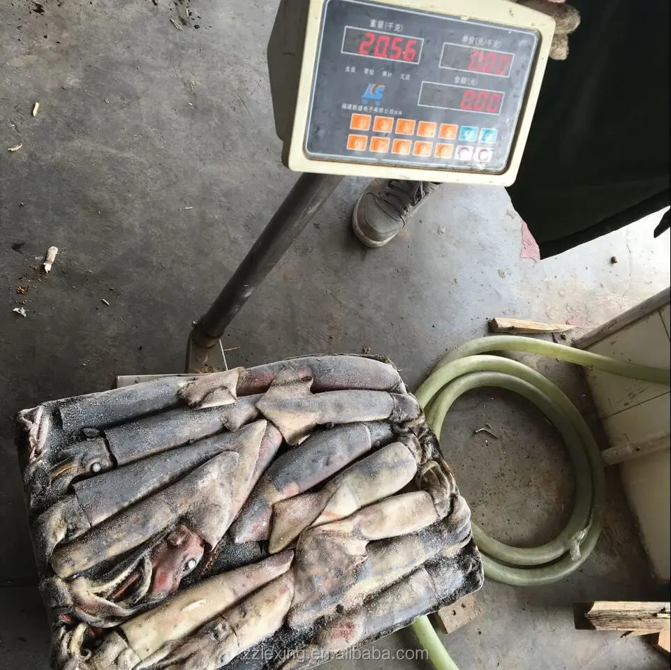 frozen north pacific squid for fishing bait, neon flying squid