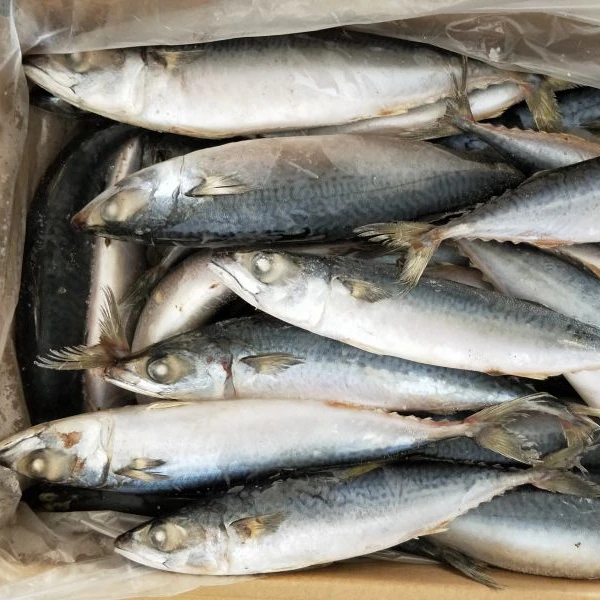 Тип продукта рыба WR замороженная Тихоокеанская скумбрия 300-500 г для импортеров оптовая продажа