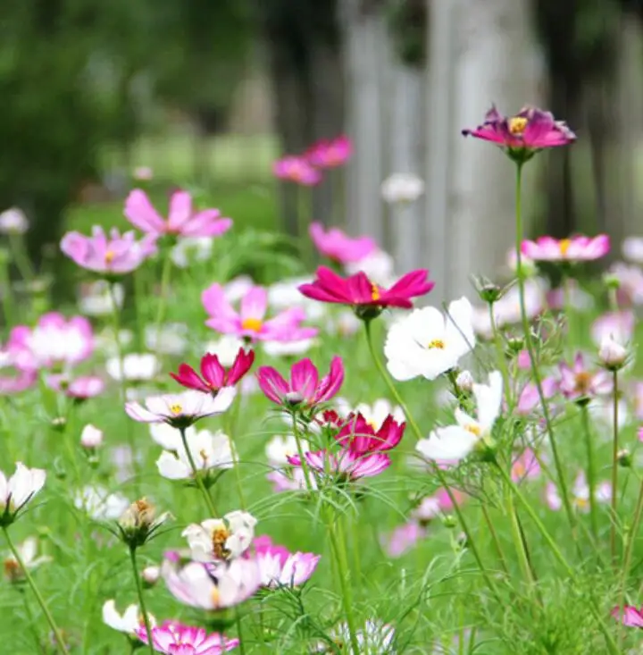 Bo si ju natural park flowering planting Cosmos bipinnatus seeds