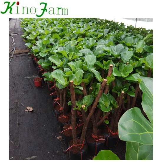 
zhangzhou kinofarm outdoor bonsai ficus lyrata tree 