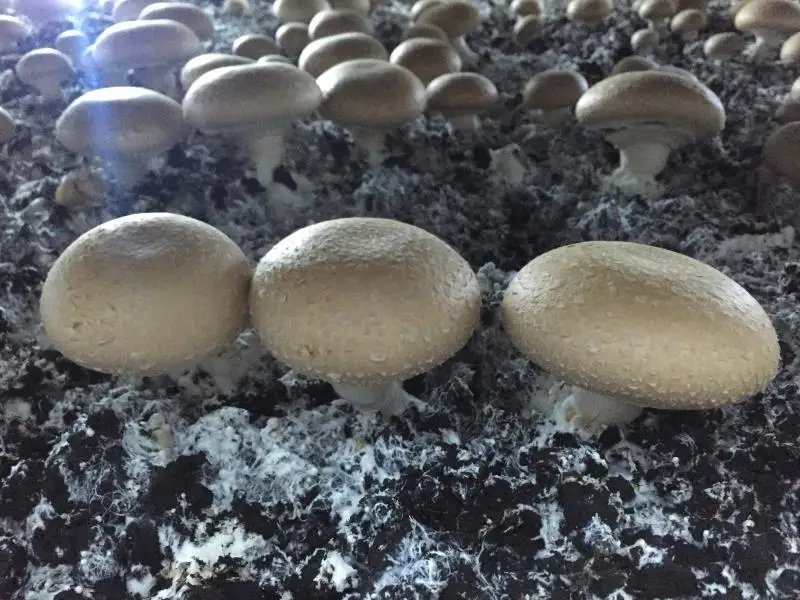 
Detan Fresh Champignon Mushroom 