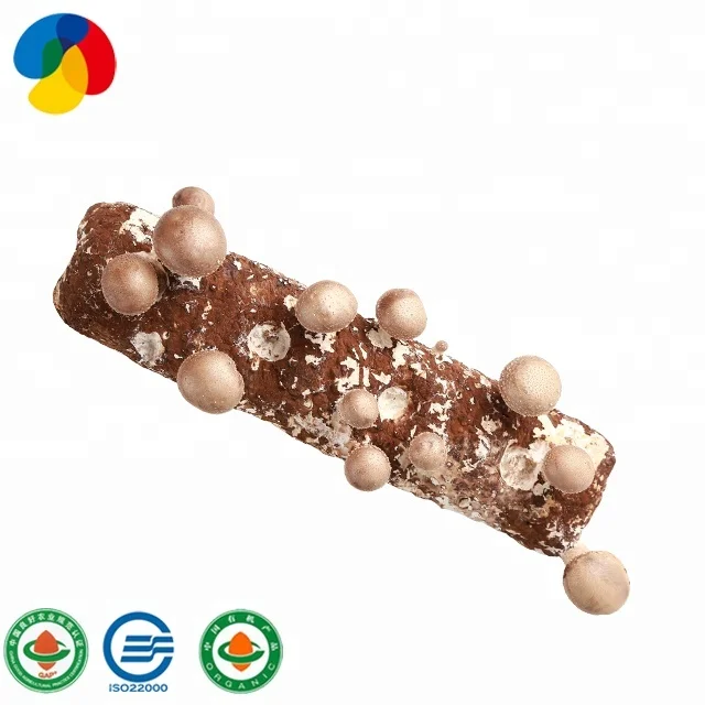 
China Qihe edible fungi shiitake mushroom seeds compost bags for sale /export to growing fresh shiitake mushroom 
