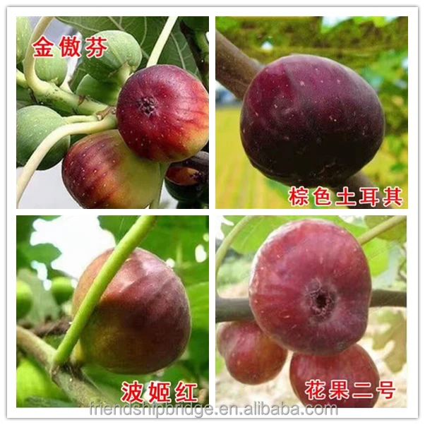 
Nursery Fruit Seedlings - Ficus Carica Linn Fig Trees 