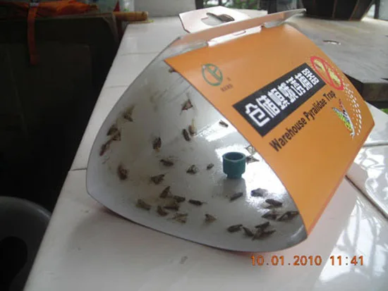 Paper warehouse pyralidae trap to control food moth cloth moth