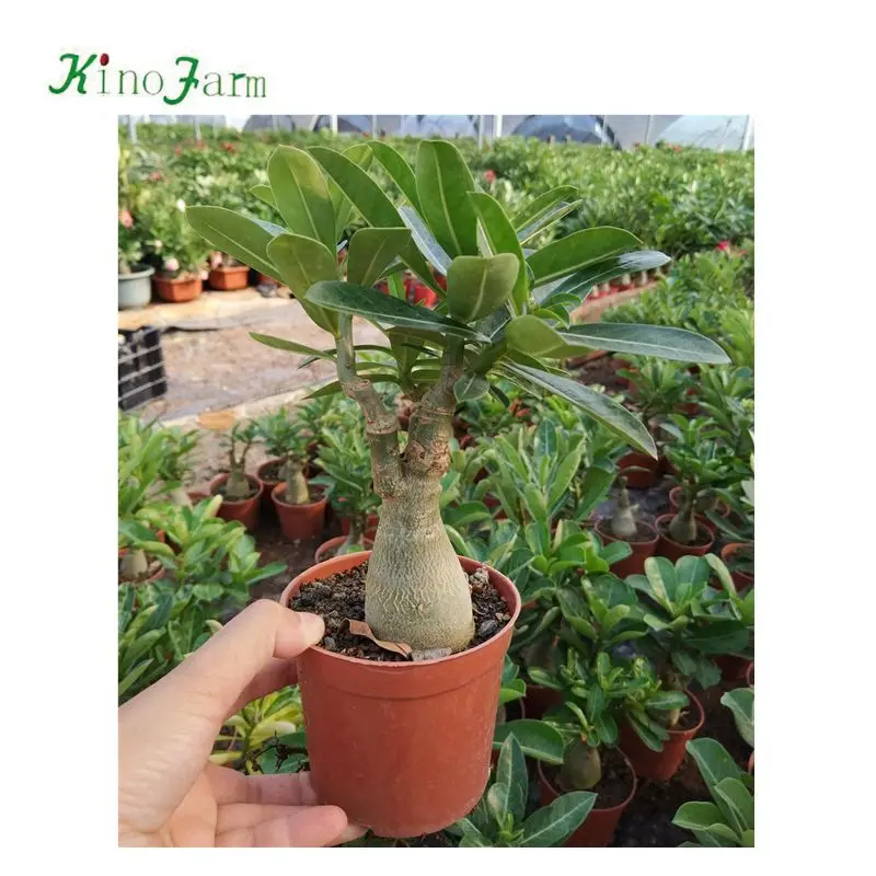 
Adenium arabicum bonsai for sale 