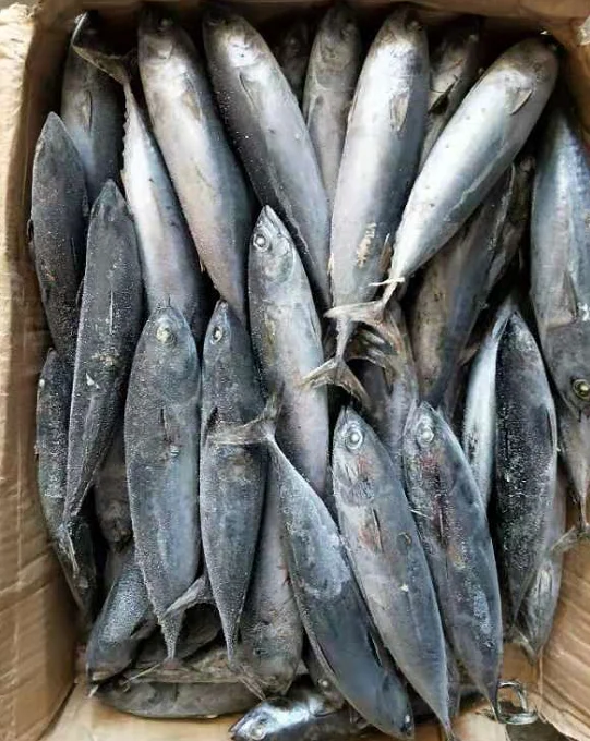  Замороженная круглая Бонито на продажу