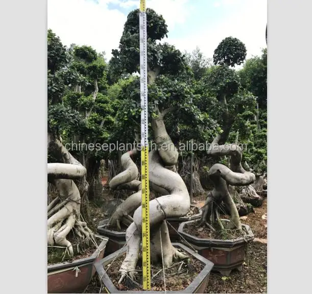 Фикус microcarpa shape 4 # Dragon большие деревья