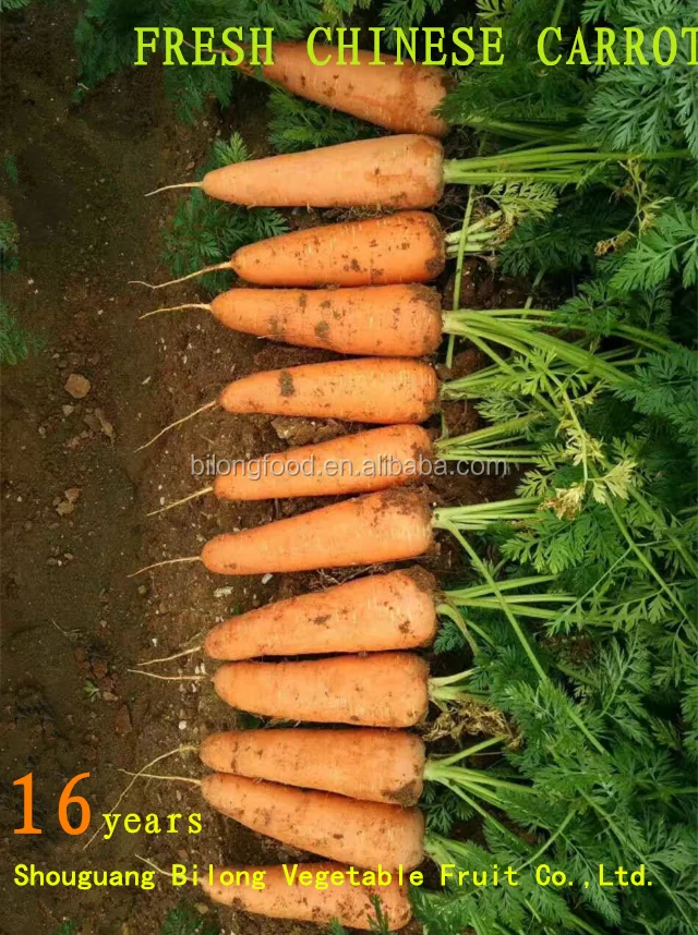 
2017 New Season chinese fresh red Carrot (Xiamen ,China) all the year round 